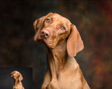 12 Great Artisans Digital Backdrops