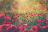 Poppy Field Digital Background