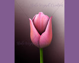 Pink Tulip Flower Newborn Digital Backdrop