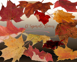 Autumn Fall Leaves Photoshop Overlays