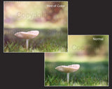 Mushroom in Grass Digital Backdrop